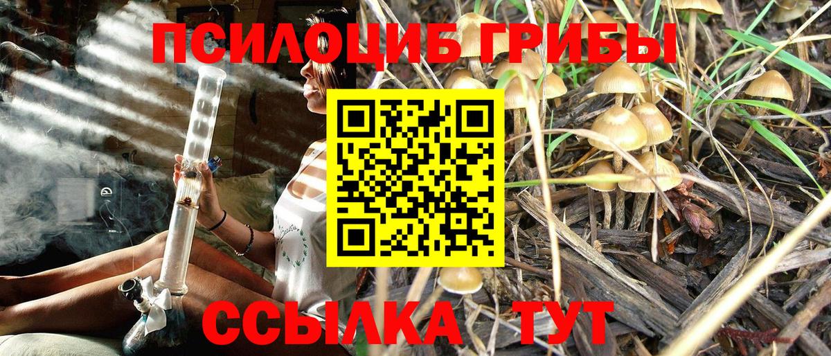 Галлюциногенные грибы Psilocybe Зеленодольск